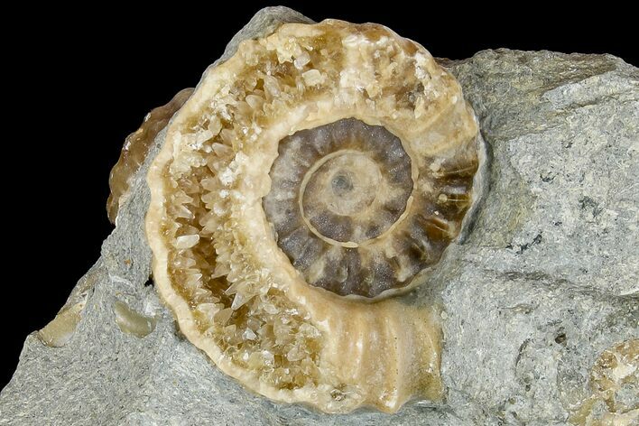 Fossil Ammonites (Promicroceras) on Limestone - Lyme Regis #166651